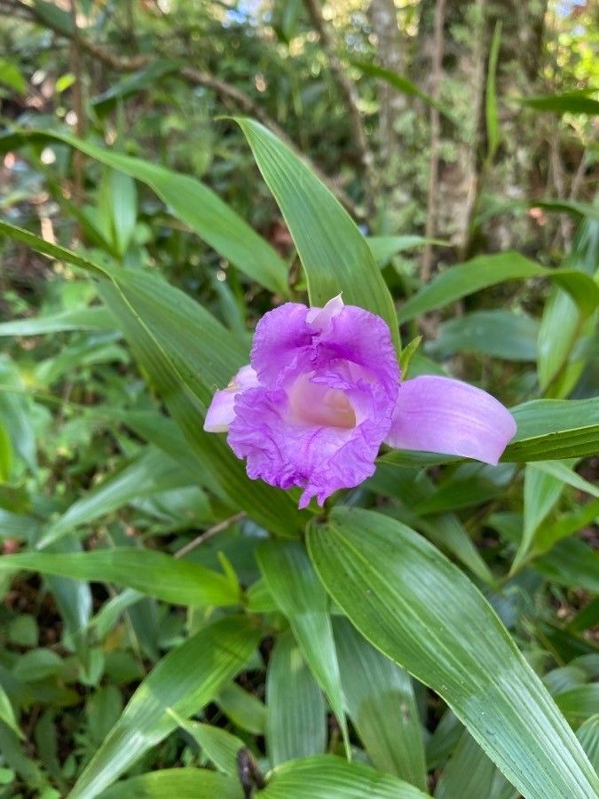 Sobralia macrantha flower