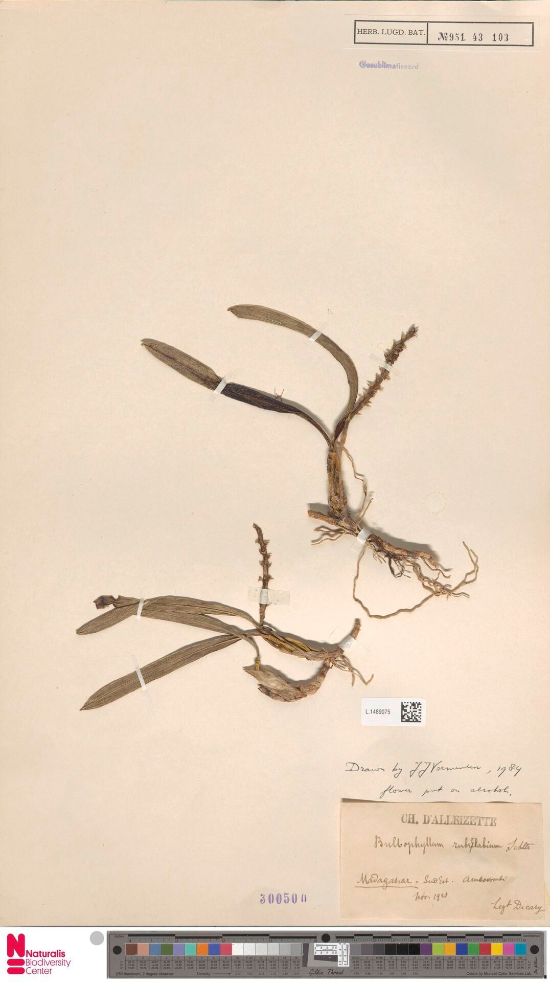 Bulbophyllum rubrolabium — houseplant care guide