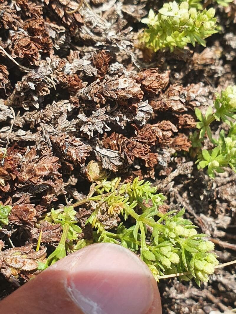 Galium pseudohelveticum habit