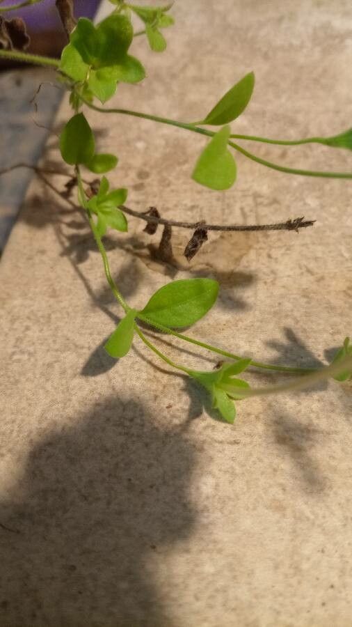 Nierembergia rivularis — search result for 'Uruguay'