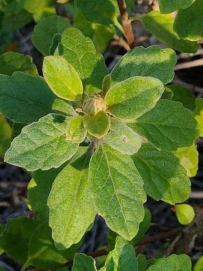 Olearia tomentosa leaf