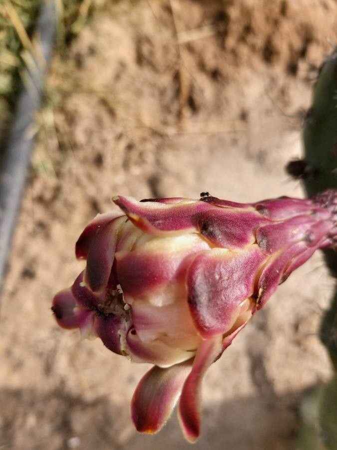 Myrtillocactus geometrizans fruit