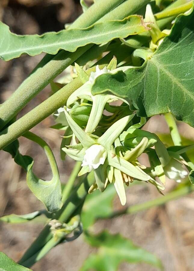 Morrenia odorata flower