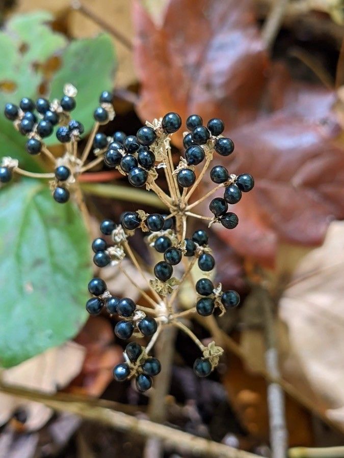 Allium tricoccum fruit