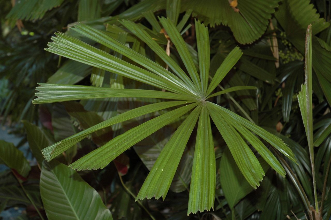 Licuala lauterbachii leaf