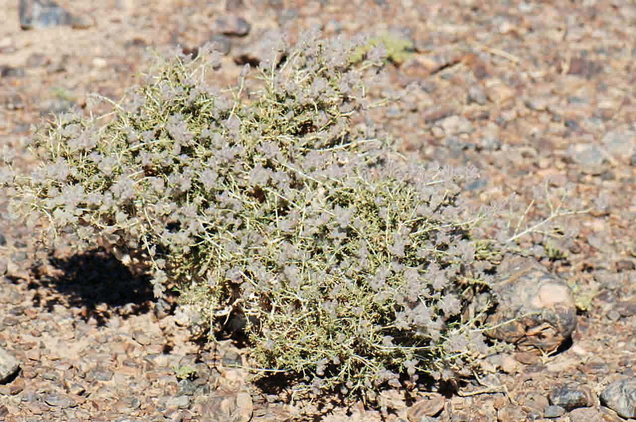 Plocama reboudiana leaf
