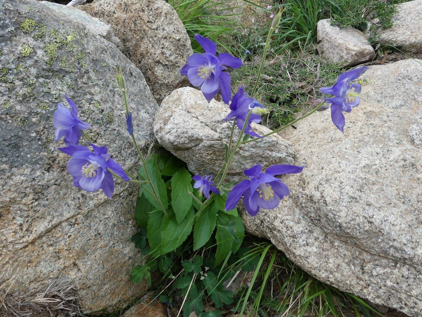 Aquilegia bernardii habit