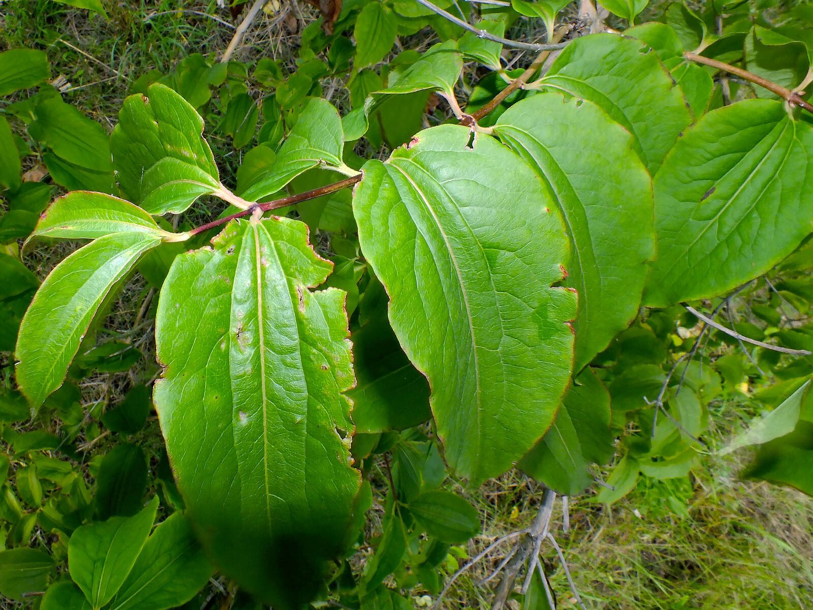 Heptacodium miconioides leaf