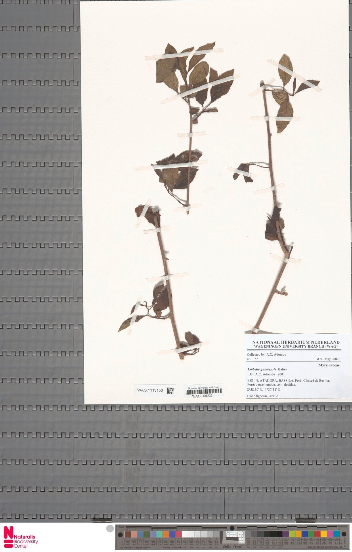 Embelia rowlandii — houseplant care guide