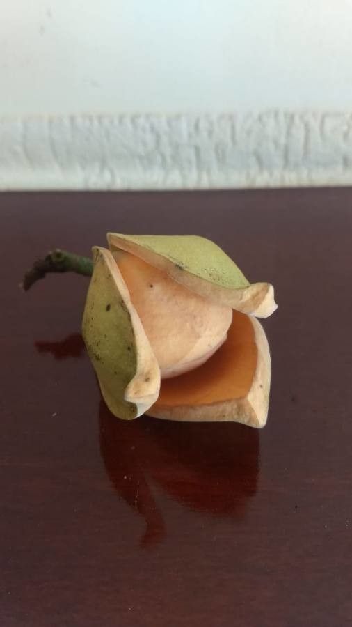 Annona montana fruit