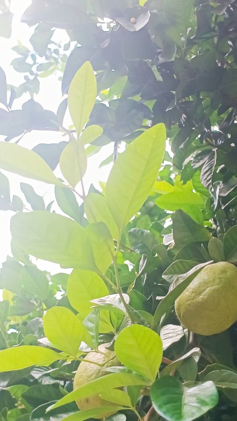 Dipteryx punctata fruit