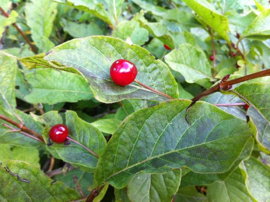 Lonicera alpigena fruit