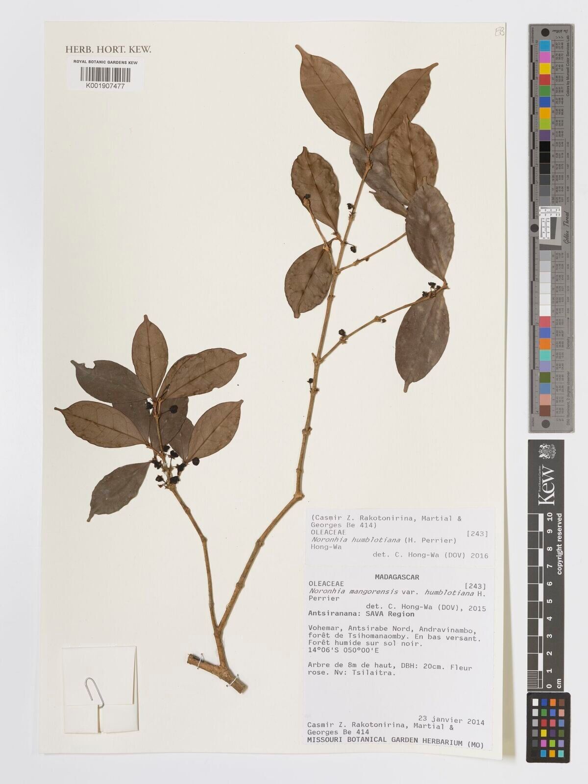 Noronhia humblotiana — search result for 'Noronhia'