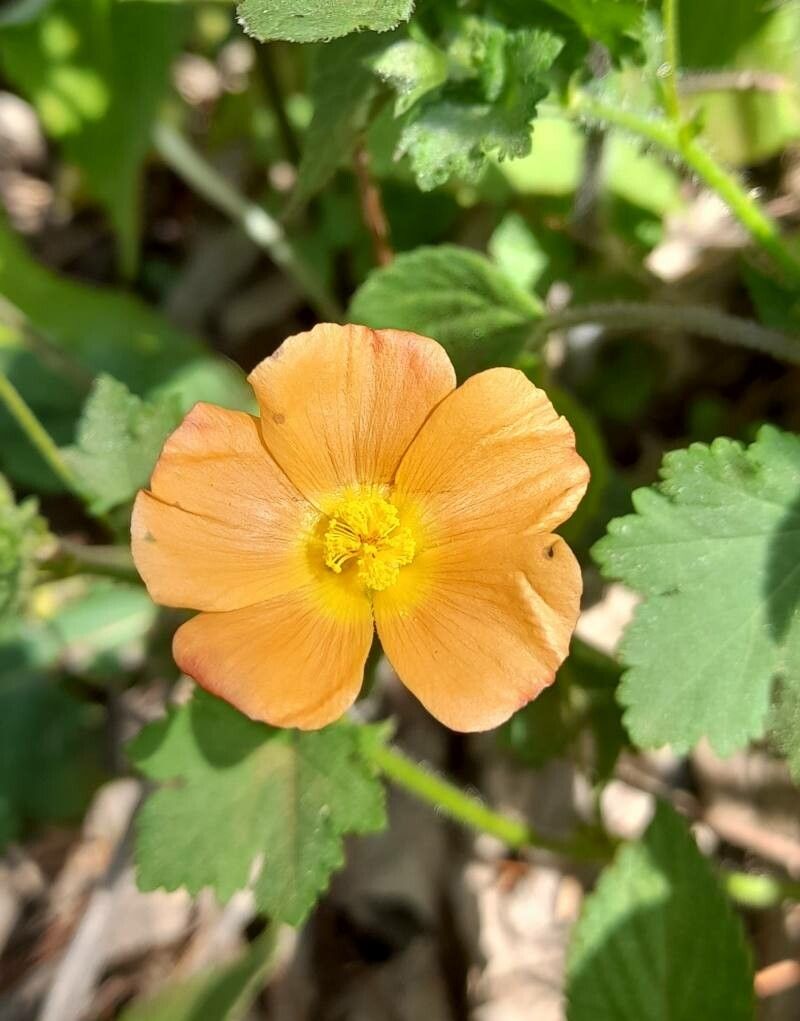 Modiolastrum malvifolium flower