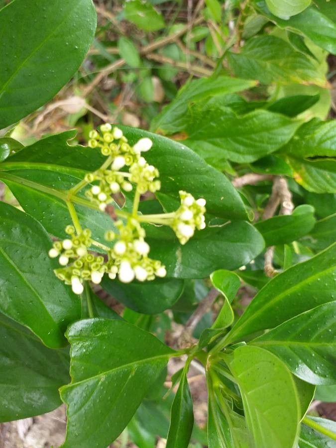 Premna serratifolia flower