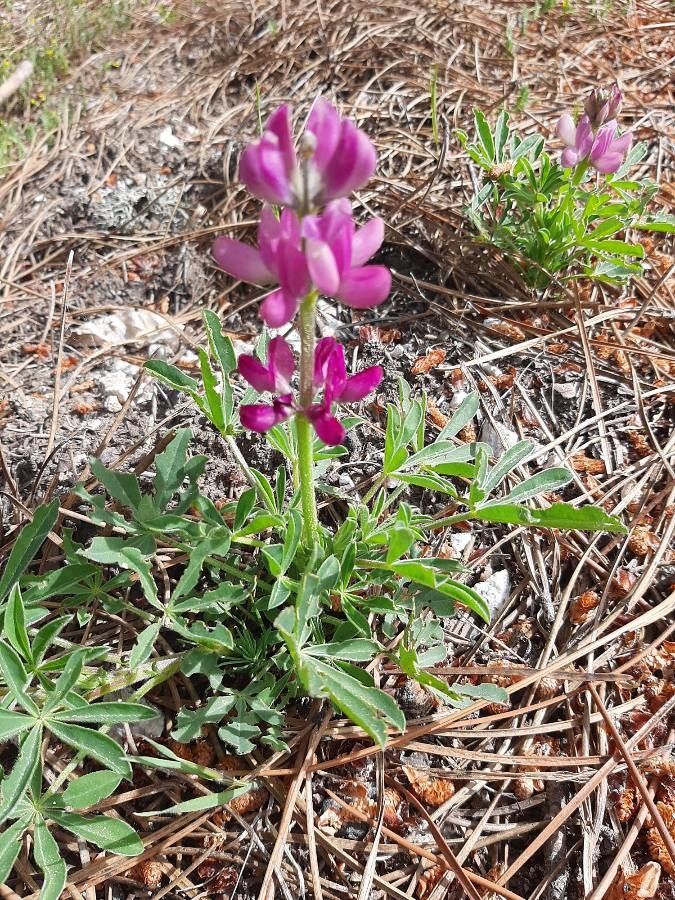 Lupinus hispanicus habit