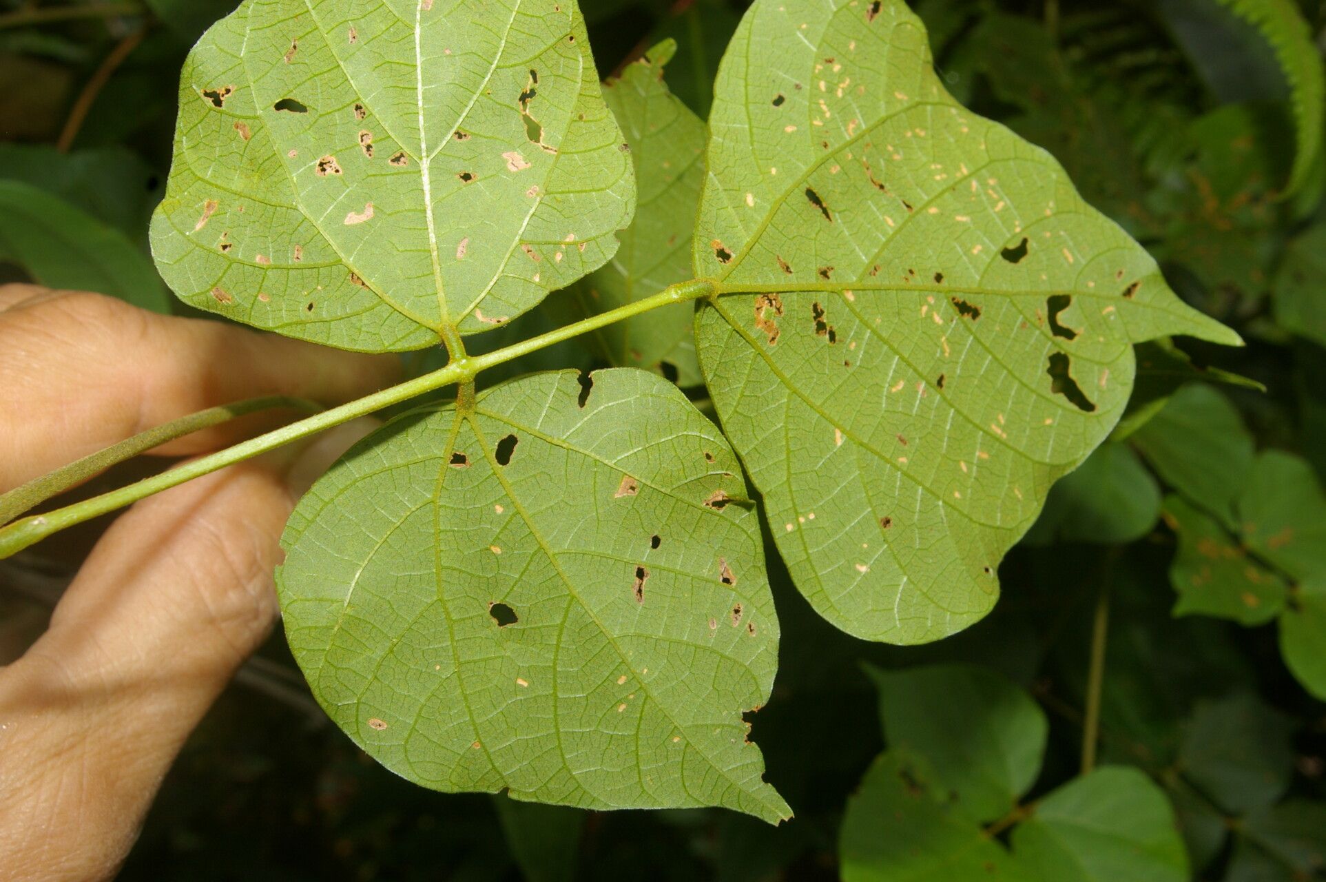 Rhynchosia erythrinoides — houseplant care guide