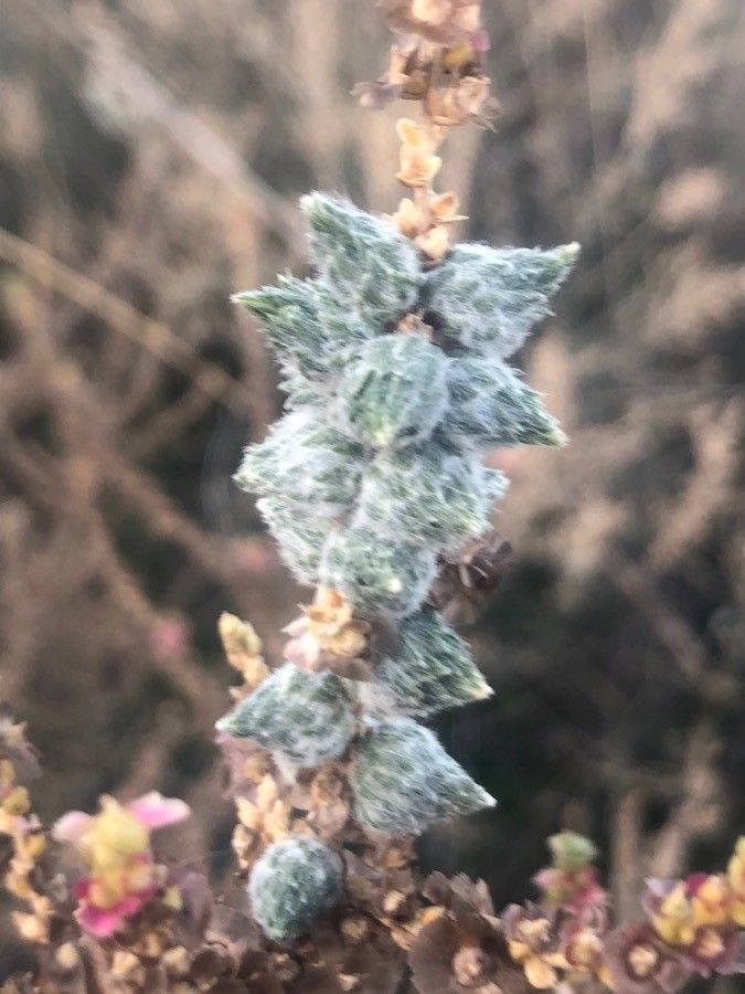Salsola vermiculata fruit