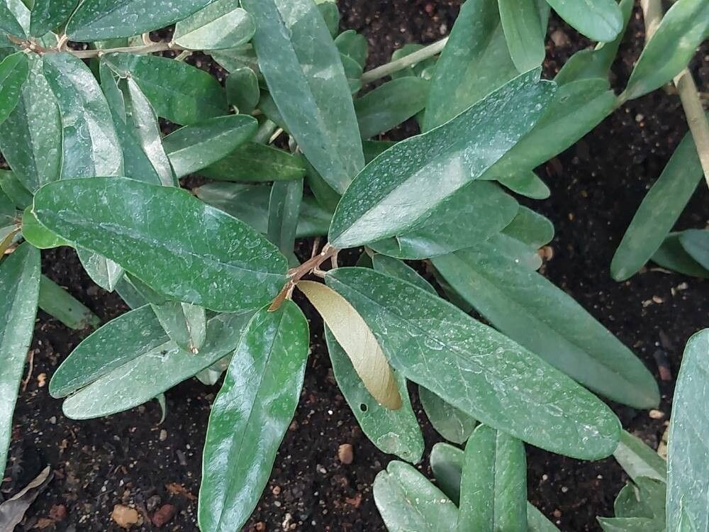 Morisonia salicifolia leaf