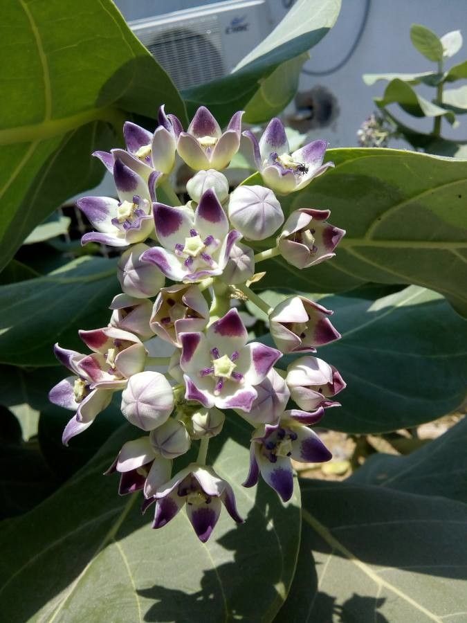 Calotropis procera — search result for 'Pakistan'