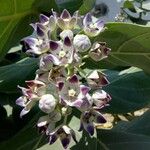 Calotropis procera
