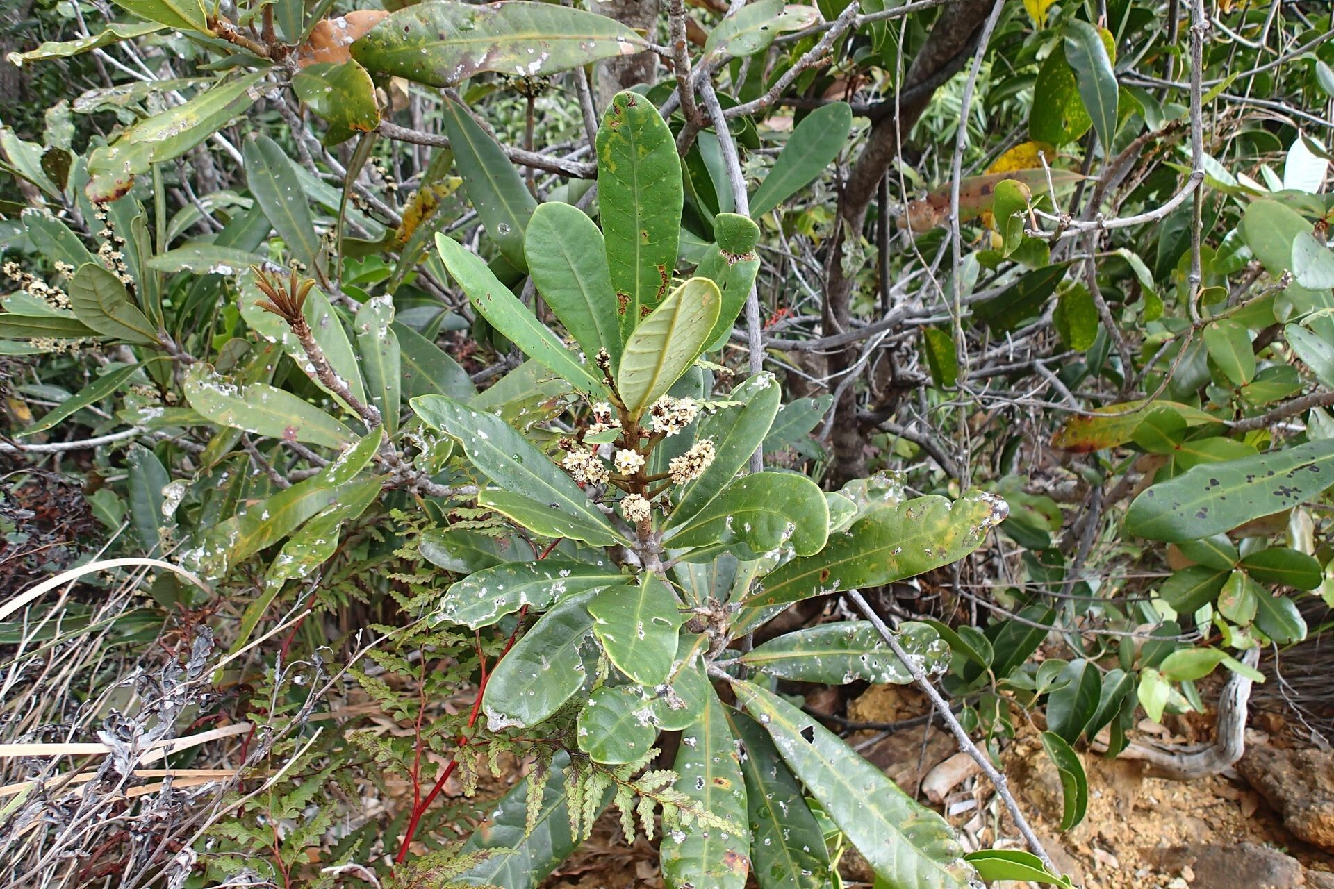 Semecarpus poyaensis habit