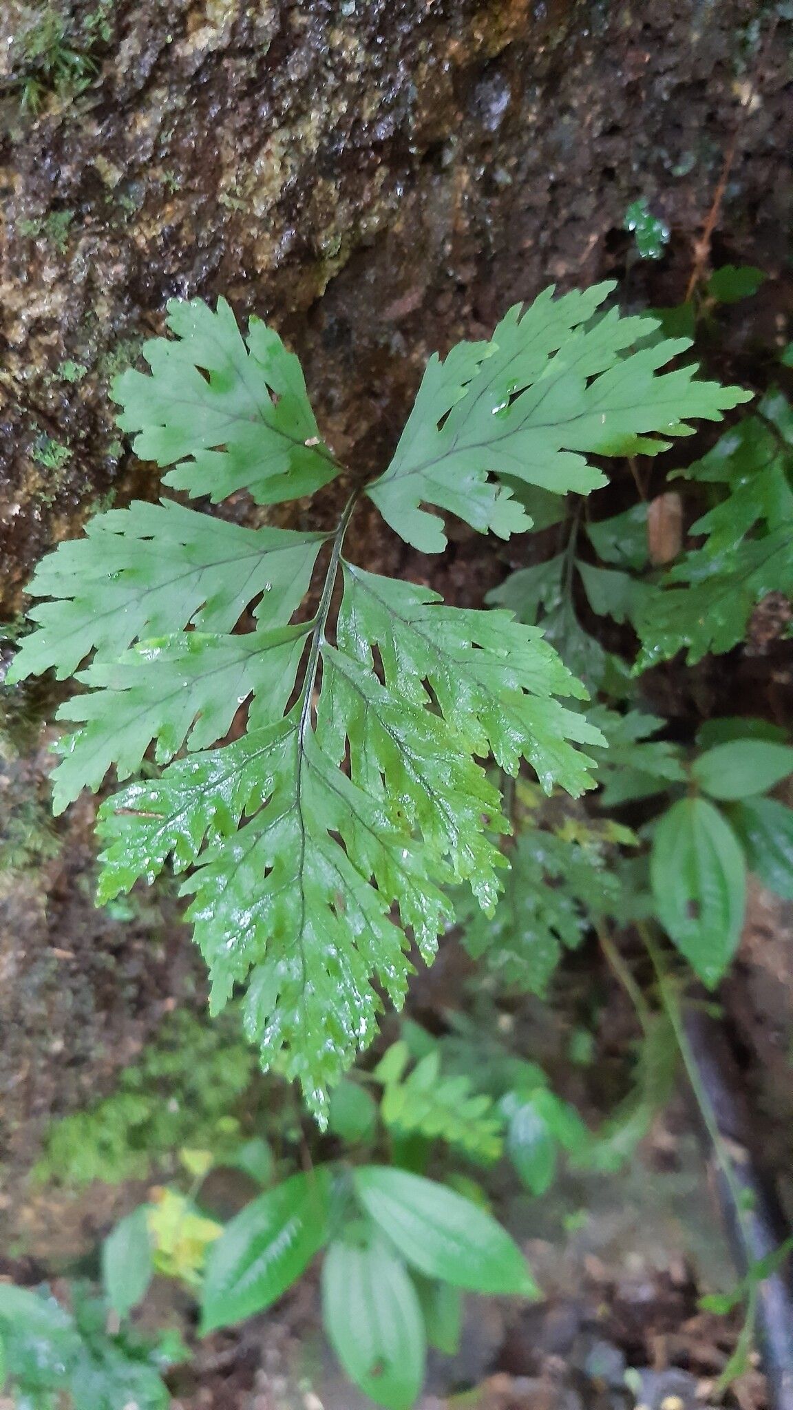 Tectaria pleiotoma leaf