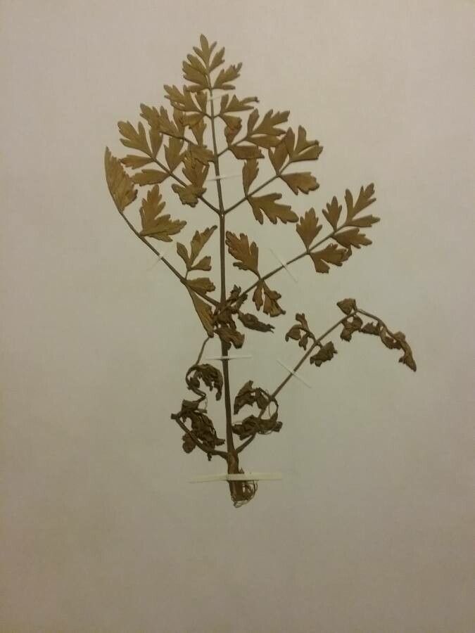 Oenanthe aquatica leaf