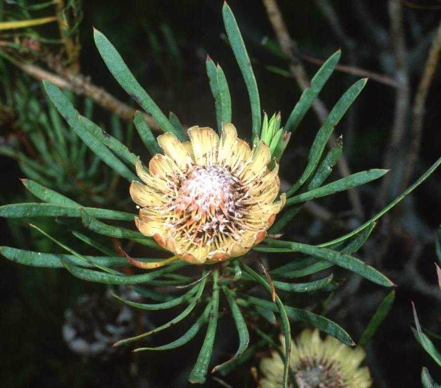 Protea scolymocephala — search result for 'Protea'