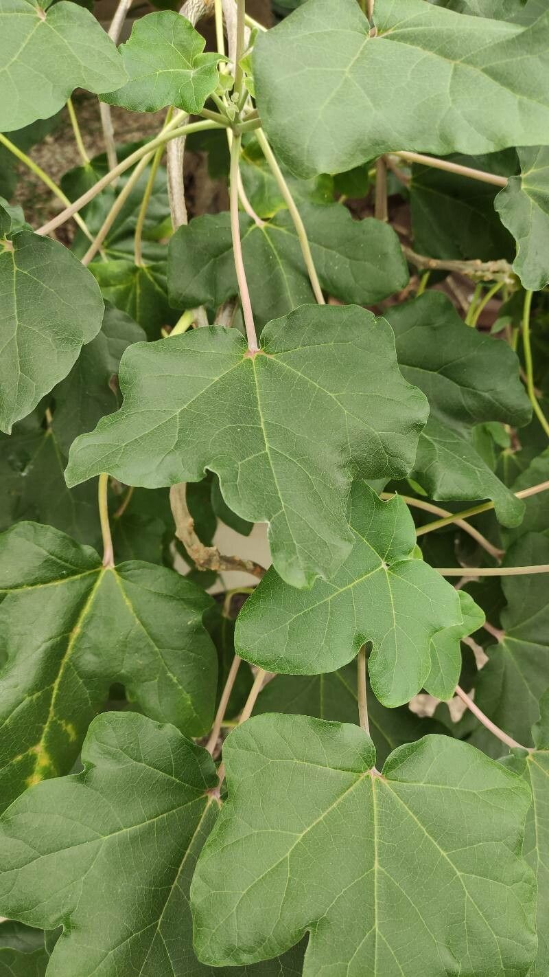 Uncarina peltata — houseplant care guide