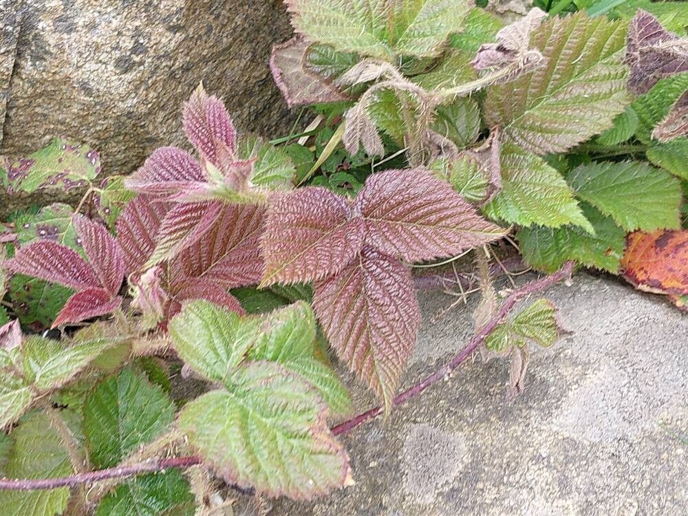 Rubus ferus leaf