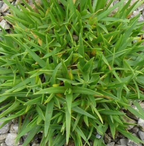 Mcneillia graminifolia habit