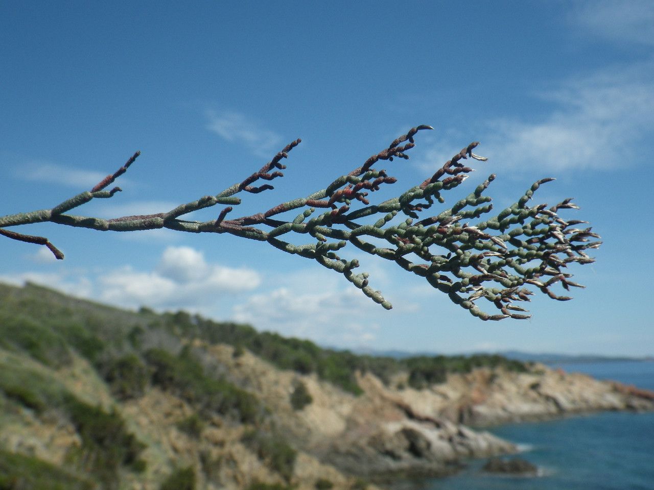 Limonium contortirameum — houseplant care guide