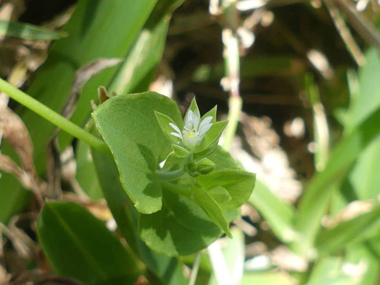 Drymaria cordata flower