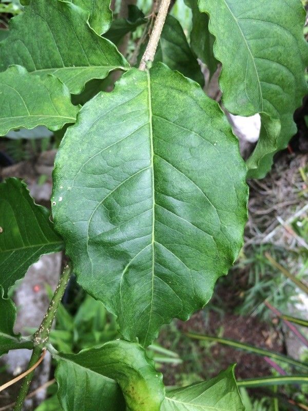 Bunchosia armeniaca — search result for 'Venezuela'