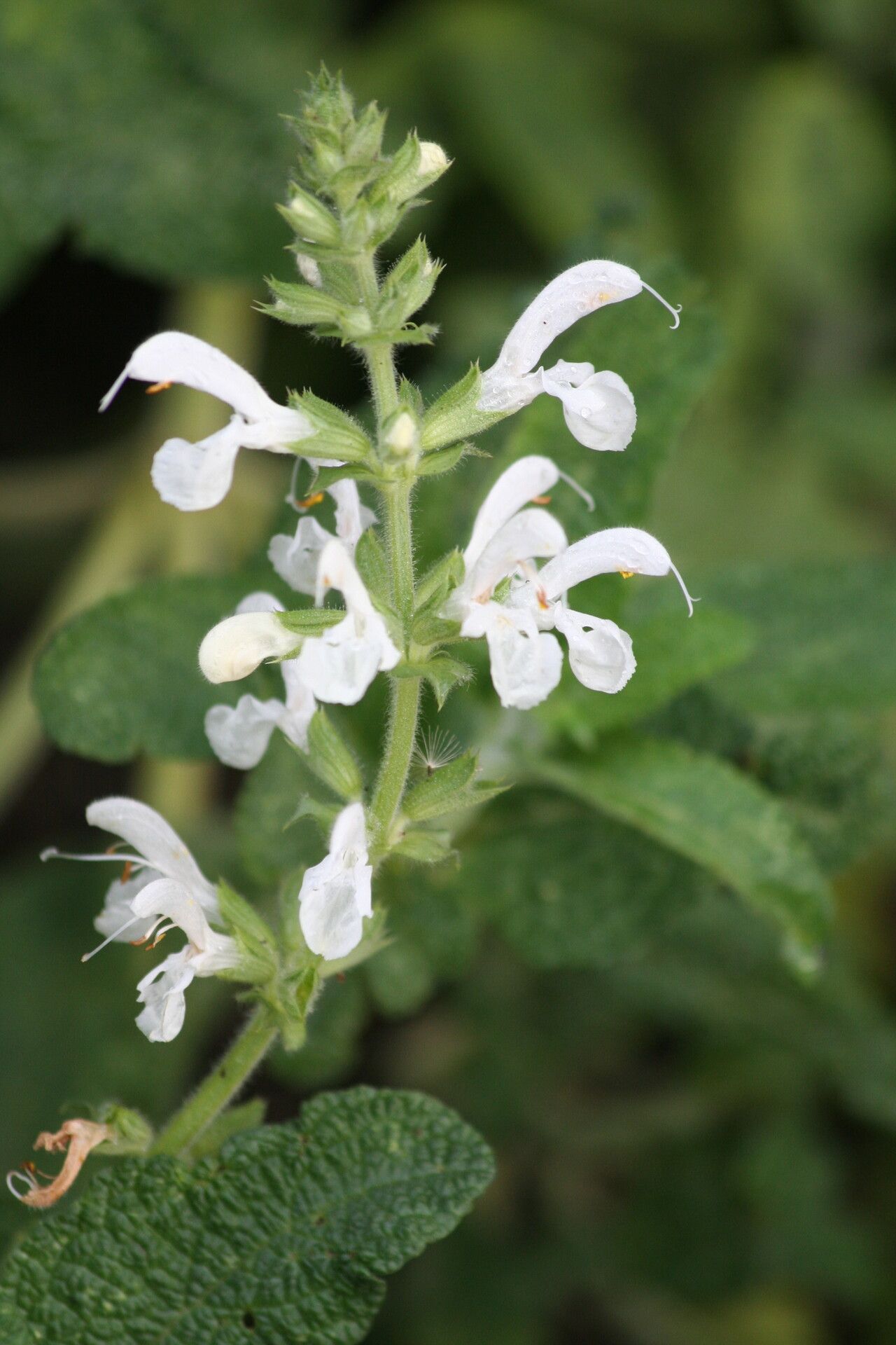 Salvia radula flower