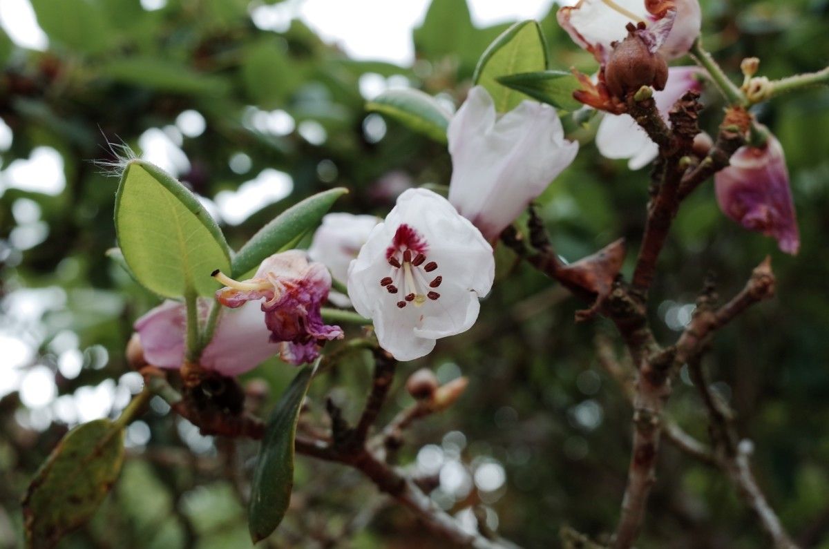 Rhododendron selense flower