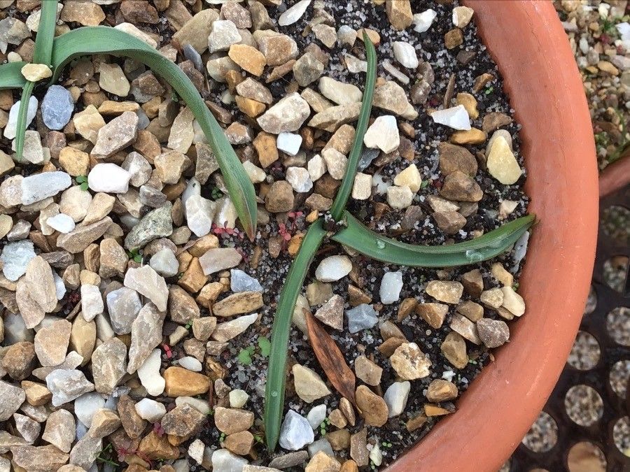 Bellevalia mauritanica leaf