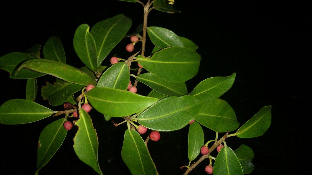 Ficus americana leaf