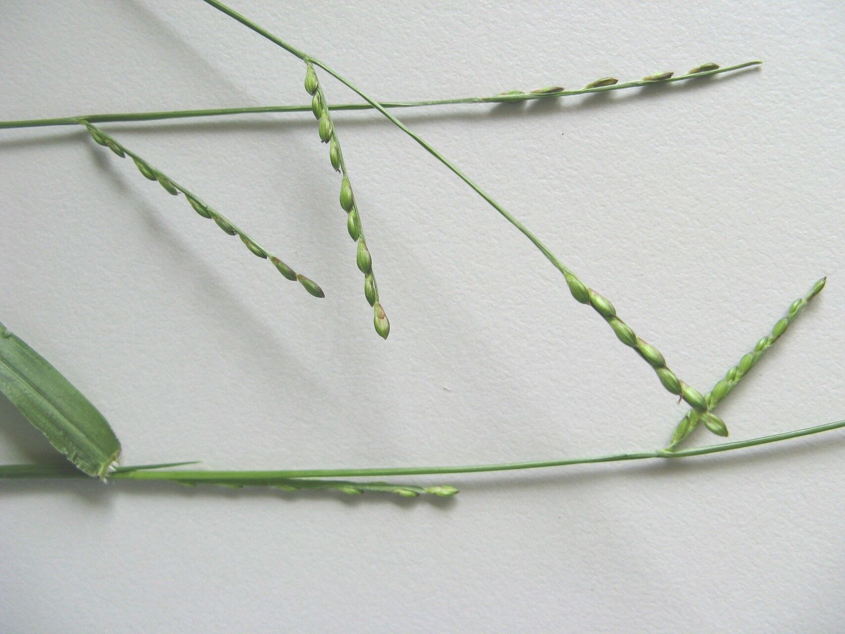 Urochloa subquadripara flower