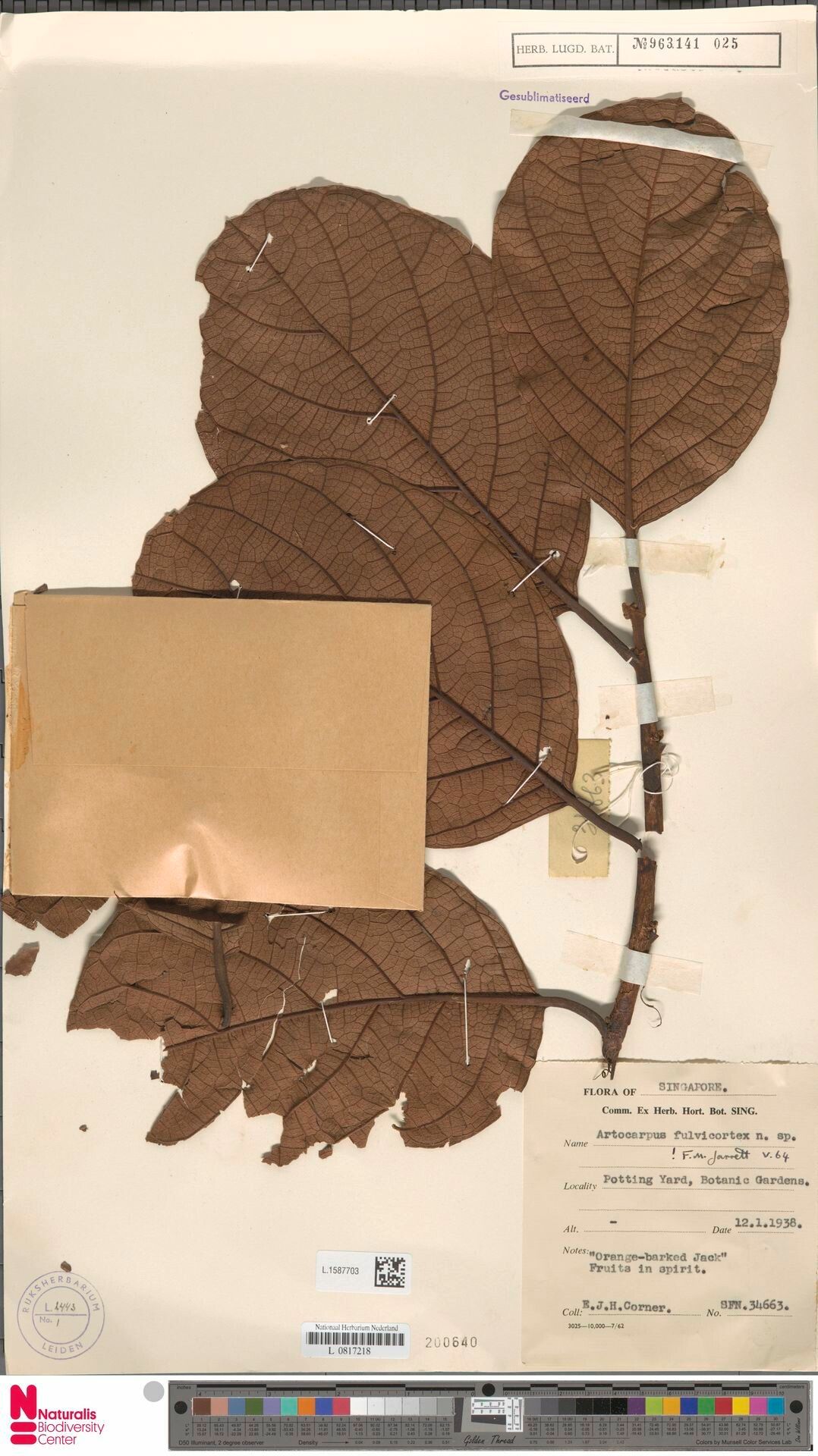 Artocarpus fulvicortex — search result for 'Artocarpus'