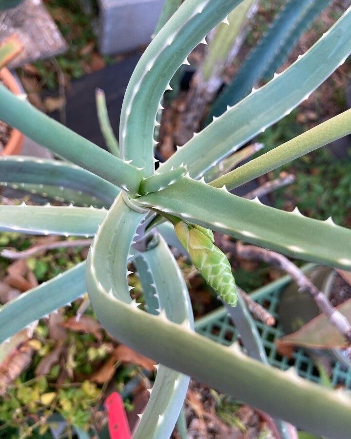 Aloe isaloensis — houseplant care guide