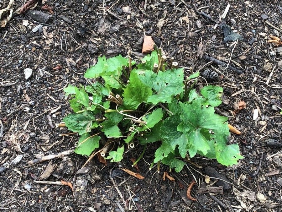 Ligularia przewalskii