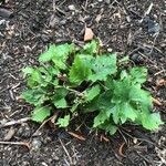 Ligularia przewalskii