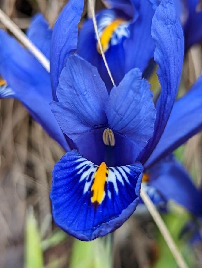 Iris reticulata flower