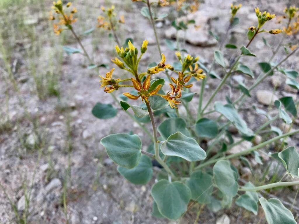 Cleome coluteoides habit