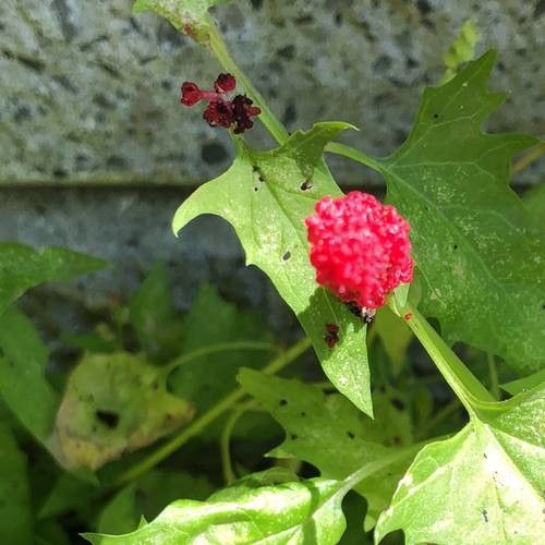 Blitum capitatum leaf