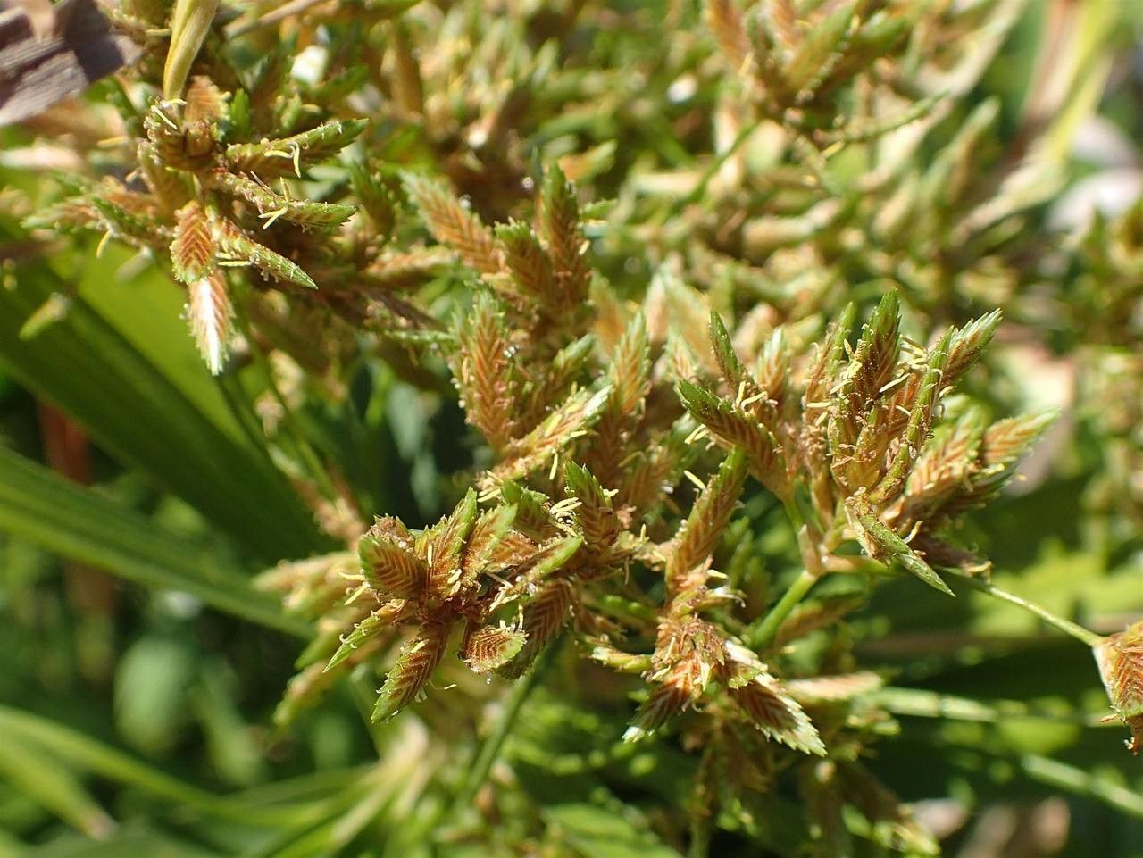 Cyperus alternifolius fruit