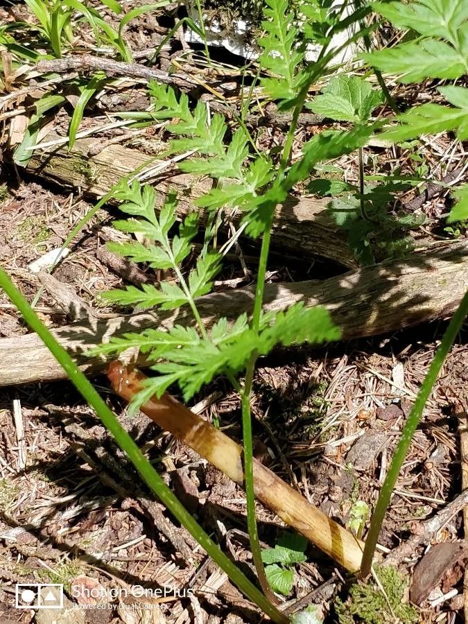 Botrychium virginianum leaf
