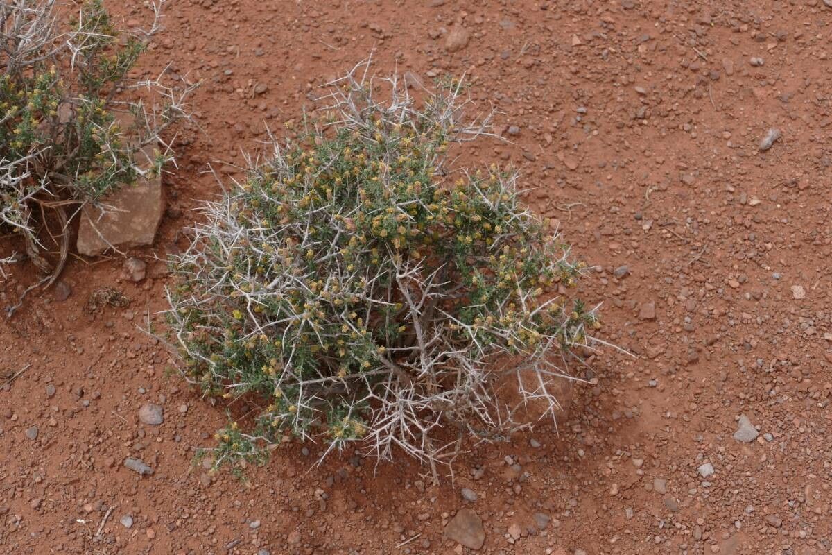 Coleogyne ramosissima leaf